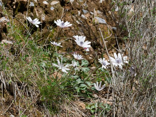 <h3><a href="/trips/kreta/biota/plantae/tracheophyta/magnoliopsida/ranunculales/ranunculaceae/anemone hortensis heldreichii/anemone hortensis heldreichii-nl.html">Anemone&nbsp;hortensis&nbsp;heldreichii</a> / Broad‑leaved&nbsp;anemone / Steranemoon</h3>OM-1 Mark II met OLYMPUS M.150-400mm F4.5, 1/2000 sec  bij F11.0, ISO 2000, afstand 4.86&nbsp;m